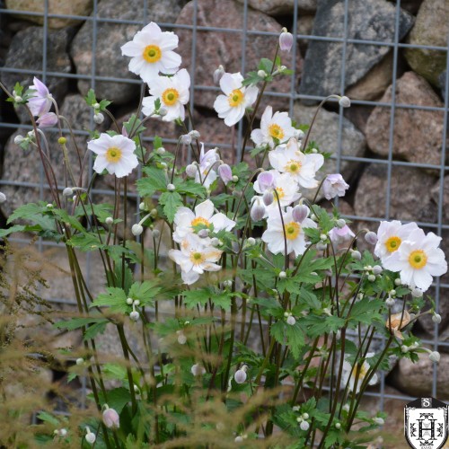 Anemone x hybrida 'Andrea Atkinson' - Hübriidülane 'Andrea Atkinson' P11/0,75L